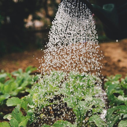 Watering can with a stream of water flowing onto vegetables 