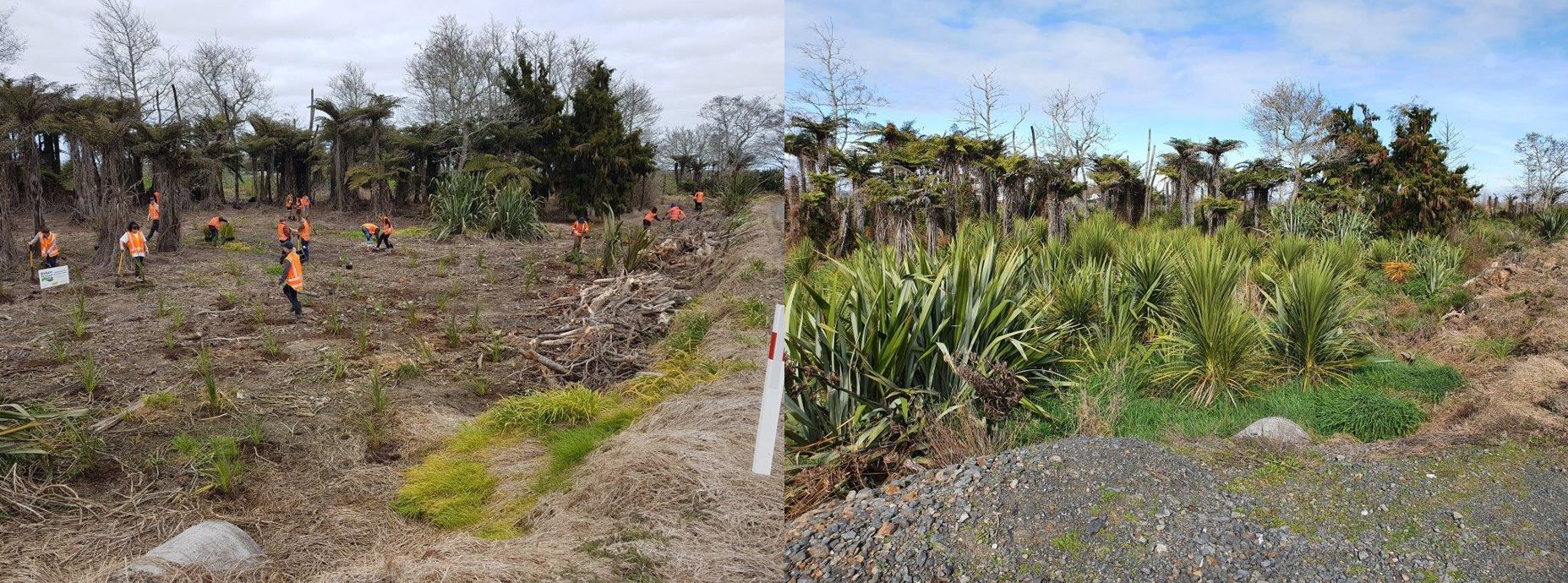 Examples of photo points showing the before and after images of a site and the growth of the plants